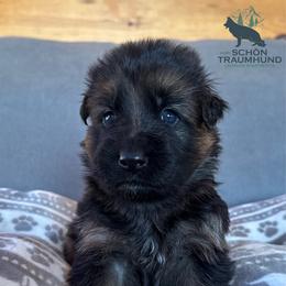 Gwyn - Black and red female German Shepherd puppy in Garland, Maine from Vom Schön Traumhund