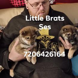 Kringle Sesame - Sesame male Shiba Inu puppy in Colorado Springs, Colorado from Little Brats