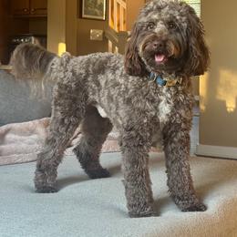 Solomon - Aussiedoodle