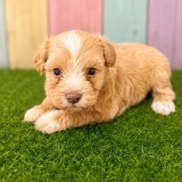 Copper - Wheaten male Miniature Schnauzer puppy in Lufkin, Texas from C&K’s Schnauzer House