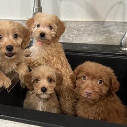 Goldendoodles from Goldendoodles of Oz