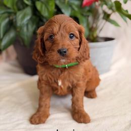 Levi - Red  male Goldendoodle puppy in Oxford, Pennsylvania from FriendlyPals