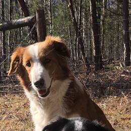 Saoirse - English Shepherd