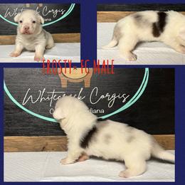 Frosty - Blue merle and white male American Corgi puppy in Columbus, Indiana from Whitecreek Corgis of Columbus, IN