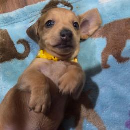 Dusk - Red female Dachshund puppy in Lebanon, Missouri from Helping Hands, LLC
