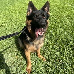 German Shepherd All Grown Up from TDShepherds