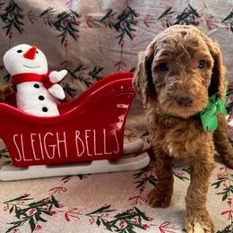 Poodle Puppies from CAStandardPoodles