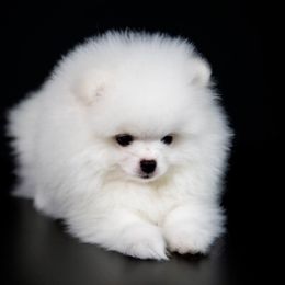 Luke - White male Pomeranian puppy in Pavilion, New York from Calverton Pomeranians
