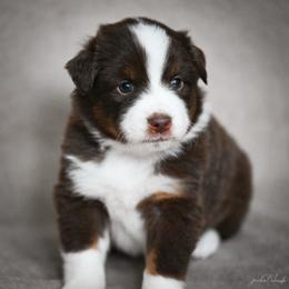 Red tri female - Red tri-color female Miniature American Shepherd puppy in Rochester, Massachusetts from Anchored Roots Miniature American Shepherds