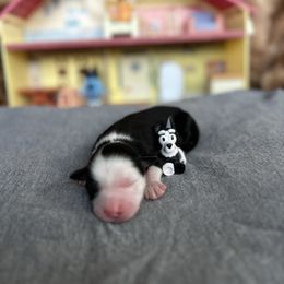 Mackenzie - Black tri male Miniature Australian Shepherd puppy in Queen Creek, Arizona from Arizona Aussies