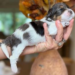 Michelle - Merle female Cavapoo puppy in Yuciapa, California from AlltheDoodlez_