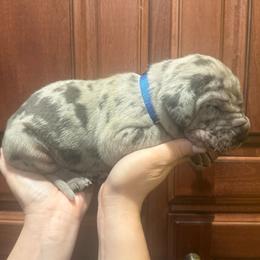 Blue collar - Merle male Great Dane puppy in Ider, Alabama from Sand Mountain Danes LLC