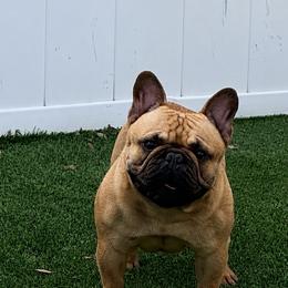 Knox - French Bulldog