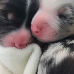 Australian Shepherds from Share'n Aussies