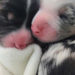 Australian Shepherds from Share'n Aussies