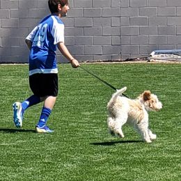 Australian Cobberdog Puppies from Mud Pies Australian Cobberdogs
