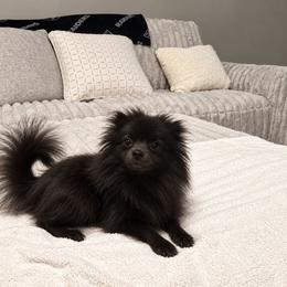Bella - Pomeranian