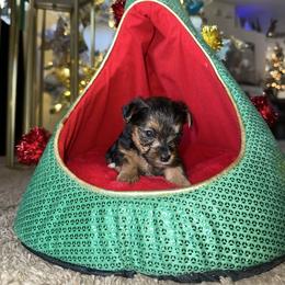 Boy 2 - Parti male Yorkshire Terrier puppy in Riverview, Florida from Luna's Treasures