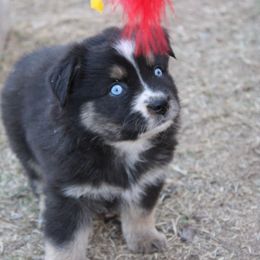 Mable - Black tri-color female Australian Shepherd puppy in Sonoita, Arizona from Gardner Canyon Kennels