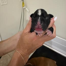 Puppy 2 - Brindle female Boxer puppy in Jamesville, New York from Reynolds Homestead Boxers