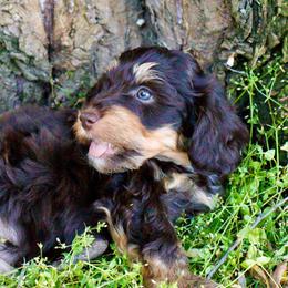 Piper's Red Tri Boy - Red tri-color male Aussiedoodle puppy in Burkesville, Kentucky from Bline’s Awesome Aussies & Doxies at the Bline Family Farm