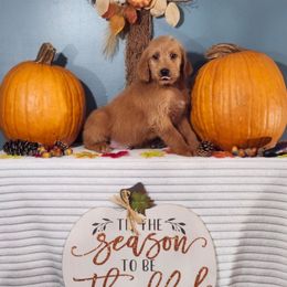 Gratitude - Caramel male Labradoodle puppy in Gainesboro, Tennessee from Family Tradition