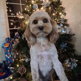 Cora - Cavapoo