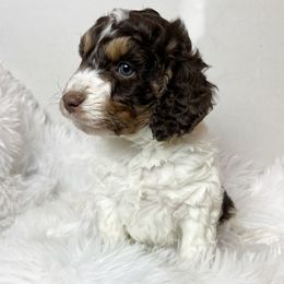 Maverick is adventurous and confident - Red phantom male Aussiedoodle puppy in Clarkston, Washington from Doodle & poodle palace