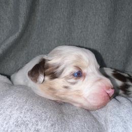 Amaretto - Red merle female Miniature Australian Shepherd puppy in Lyman, Mississippi from Bayou Blues Farm