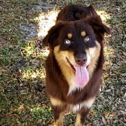 Tonka - Australian Shepherd