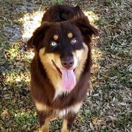 Tonka - Australian Shepherd