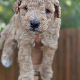 Andie - Apricot male Goldendoodle puppy in Leander, Texas from Doodle Doula