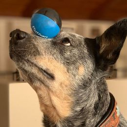 Willow - Australian Cattle Dog