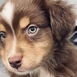Clifford - Red tri Miniature Australian Shepherd puppy in City Island, New York from Tailormade Aussies