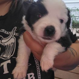 CRUELLA DE VIL - Black & white female Miniature Australian Shepherd puppy in Dalhart, Texas from RNL Family Raised Pups