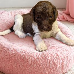 Marble - Parti female Goldendoodle puppy in Ellenburg Center, New York from Kristin's Puppies