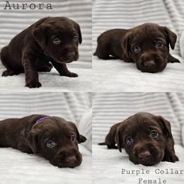 Aurora- Purple Collar - Chocolate female Labrador Retriever puppy in Boyd, Minnesota from Lindley Labradors