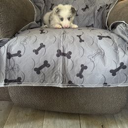 Klondike - Slate merle male Border Collie puppy in Defuniak Springs, Florida from Blue Cypress Stock dogs