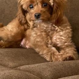 Poodles from The Doodle and Poodle Patch
