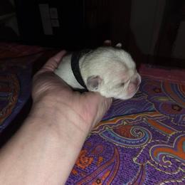 MoMo - White female Pug puppy in Spokane, Washington from Kapelac's Royal Pugs