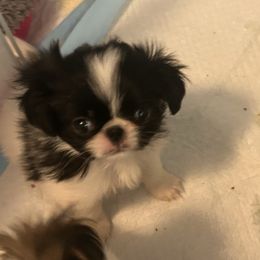 Boy 3 - Black and white male Japanese Chin puppy in Basehor, Kansas from Good Fortune Shar Pei