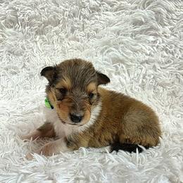 Green Collar Sable Boy - Sable and white male Collie puppy in Gleason, Tennessee from Liberty Collies