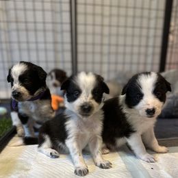 Border Collie Puppies from RSR Border collies