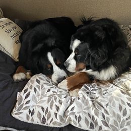 Bernese Mountain Dog All Grown Up from Carma Que’s Bernese Mountain Dogs