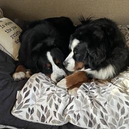 Bernese Mountain Dog All Grown Up from Carma Que’s Bernese Mountain Dogs