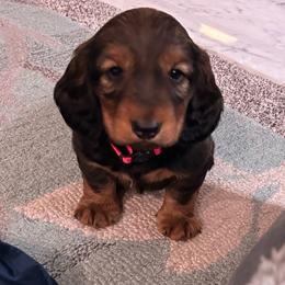 Red - Red male Dachshund puppy in Hemet, California from Rare Treat Dachshunds