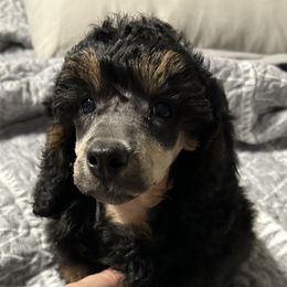 Poodle puppies from JRS Poodles