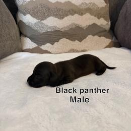 Black panther - Black male Dachshund puppy in Atwater, California from Dachshunds of cali