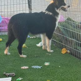 Australian Shepherd puppies from Wranglin Farms