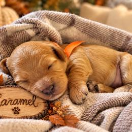 Caramel - Fawn male Havapoo puppy in Marion, North Carolina from Puddles' Puppies